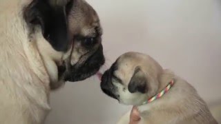 Doug The Pug Plays With Pug Puppies [upl. by Leler]