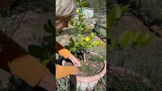 Growing Fire Cider ingredients firecider garden plantmedicine [upl. by Akemit]