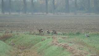 Rehe Nilgänse Fasane und Tauben am Morgen animals wildlife world wildrift nature reels [upl. by Hendrika27]