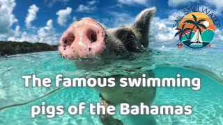 The famous swimming pigs on No Name Cay in the Abacos Bahamas [upl. by Thibault]