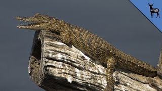 Crocodiles Can Climb Trees [upl. by Elinet]