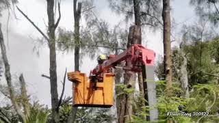 Tebang pokok Ru Casuarina equisetifoliamenggunakan skylift tree cuttingTaman PuspaJayaBKokLanas [upl. by Ycats862]