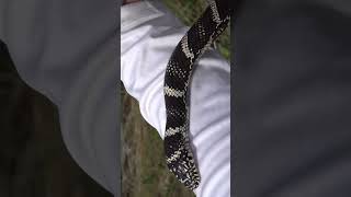 Another Outer Banks King Snake Found Under Driftwood [upl. by Philip]