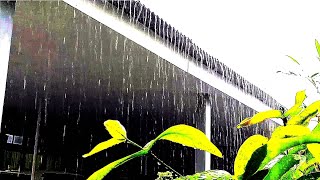 Calm Rain Sound On Window with Thunder SoundsㅣHeavy Rain for Sleep Study and Relaxation Meditation [upl. by Naynek87]