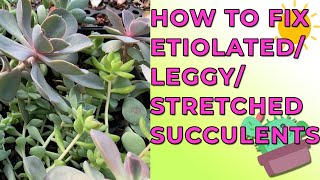 Why Succulent Plants Get Etiolated Leggy Stretched amp How To Fix Them [upl. by Sisak209]