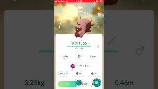 初めてのダイマ個体100 ポケモン ポケモンGOfffヨクバリス100個体値 [upl. by Inajna]