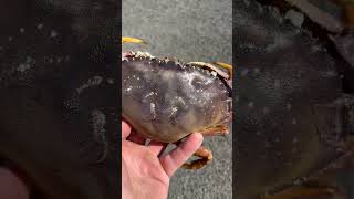 Dungeness Crab Fact Did You Know crab dungeness saltwater facts interesting fyp viralvideo [upl. by Riek]