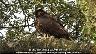 Oriental Honeybuzzard Pernis Ptilorhynchus torquatus  Female  Chiu S C DSCN2031 [upl. by Aerdnaxela423]