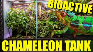 How to setup a BIOACTIVE CHAMELEON ENCLOSURE [upl. by Keg]