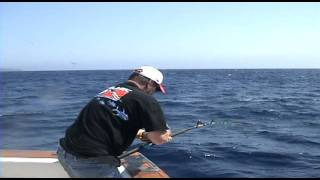 Guadalupe Island Tuna and Sharks [upl. by Innis592]