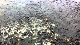 Carp feeding frenzy at Pymatuning State Park spillway [upl. by Renmus]