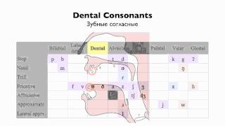 English Consonants  Place of Articulation [upl. by Sugden834]