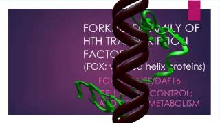 FORKHEAD FAMILY OF TRANSCRIPTION FACTORS [upl. by Leod]