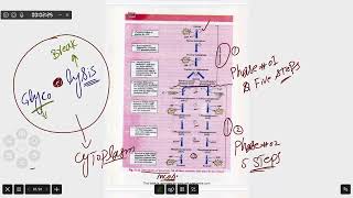 Glycolysis 1st year biology chapter number 11 [upl. by Noevart]