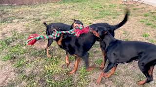 Beauceron versus Dobermans [upl. by Nnylatsyrc]