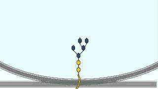 Glycosylation  Glycosylation Process in Glogi Apparatus Detailed Explanation [upl. by Cahra]