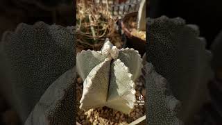 CACTUS ASTROPHYTUM MYRIOSTIGMA [upl. by Junia]