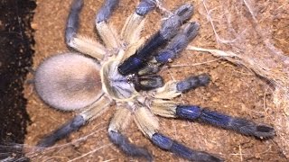 Monocentropus Balfouri Socotra Island Blue Baboon Tarantula 🕷Update And Feeding [upl. by Heiner966]