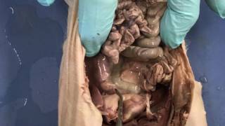 Fetal pig dissection Endocrine glands and other major organs [upl. by Ajiak463]