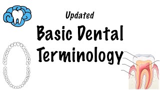 Basic Dental Terminology  UPDATED [upl. by Nnawtna]