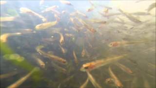 Gulf Coast Strain Walleye stocked into the Buttahatchie River in Monroe County [upl. by Donna]