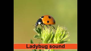 Ladybug Sound [upl. by Greeson]