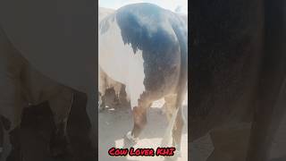 Kaal ablak northern bypass mandi 2024 bakramandi cow bakraeid viral trending shorts animals [upl. by Dreda884]