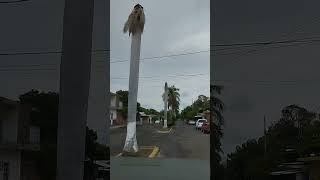 paseo en el yiyotour en Lombardia Michoacán [upl. by Sucitivel743]