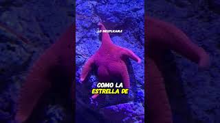 La estrella de mar que capturó todas las miradas [upl. by Ahsenrac]