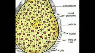 Opalina ranarum [upl. by Freud]