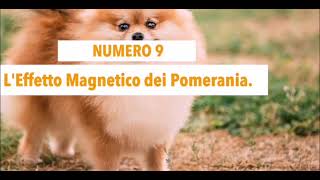 Curiosità sul VOLPINO POMERANIA [upl. by Amehsat]