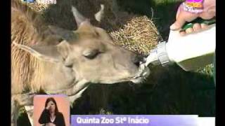 Reportagem  Quinta Zoo de Santo Inácio  Praça da Alegria [upl. by Cain684]