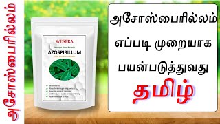 அசோஸ்பைரில்லம் எப்படி முறையாக பயன்படுத்துவது  Tamil [upl. by Anirda]