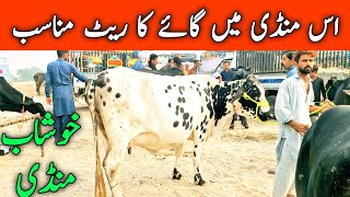 Khushab Cow Mandi  Cholistani Sahiwal Friesian Cross cow  Mandi Star [upl. by Cher]