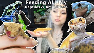 Feeding ALL My Reptiles amp Amphibians [upl. by Ahmad]