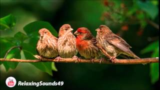 Sonido de Canto de Pajaros por una hora  Birdsing for 1 hour [upl. by Bary]