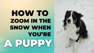 Puppy Snow Zoomies When Sadie was a Pup 🥰😀dog doglover snow snowdog [upl. by Eecal428]