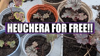 How to divide and take cuttings of HEUCHERA for FREE plants 🪴 [upl. by Llerrat15]