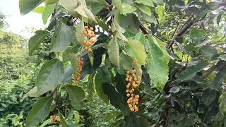 Celastrus paniculatus Pengu from Mayurbhanj Odisha medicinalplant mayurbhanj pengu celastrus [upl. by Byrn]