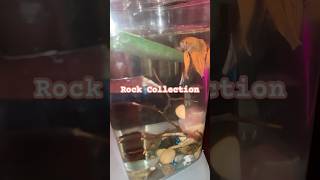 Betta Fish Setup How I Built An Aquatic Paradise For My Fish [upl. by Candida211]