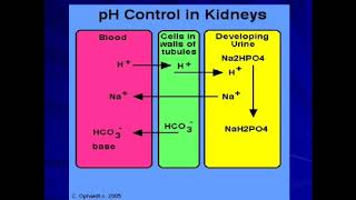 physiology Acidification of Urine 1st bsc [upl. by Omlesna]