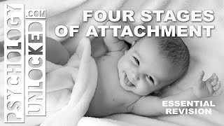 Four Stages of Attachment John Bowlby  Attachment  Psychology Revision Tool [upl. by Yelrebmyk]