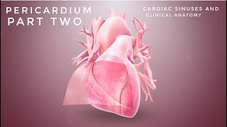 PERICARDIUM  Part2  Cardiac Sinuses  Clinical Anatomy of Pericardium [upl. by Talmud467]