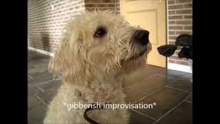 1yo Labradoodle Talks Cool Trick [upl. by Egidius]