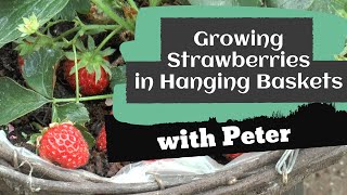 Growing Strawberries in Hanging Baskets  Garden Ideas  Peter Seabrook [upl. by Mellisa]