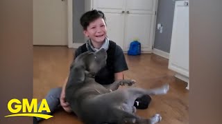 Emotional video of boy reuniting with dog missing for 2 months  GMA [upl. by Eenahc]