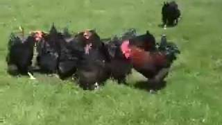 La poule aux oeufs dOr YouTube [upl. by Nam]