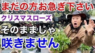 【そのままじゃダメ】クリスマスローズを咲かせる3つの作業教えます 【カーメン君】【園芸】【ガーデニング】【初心者】 [upl. by Richers]