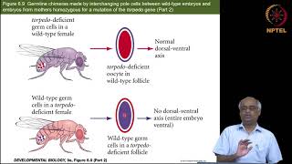 Genetics of axis formation in Drosophila Part 2 of 4 [upl. by Ahtis]