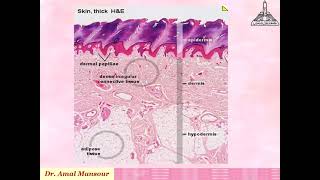 Histopathology Introduction1 [upl. by Leina]